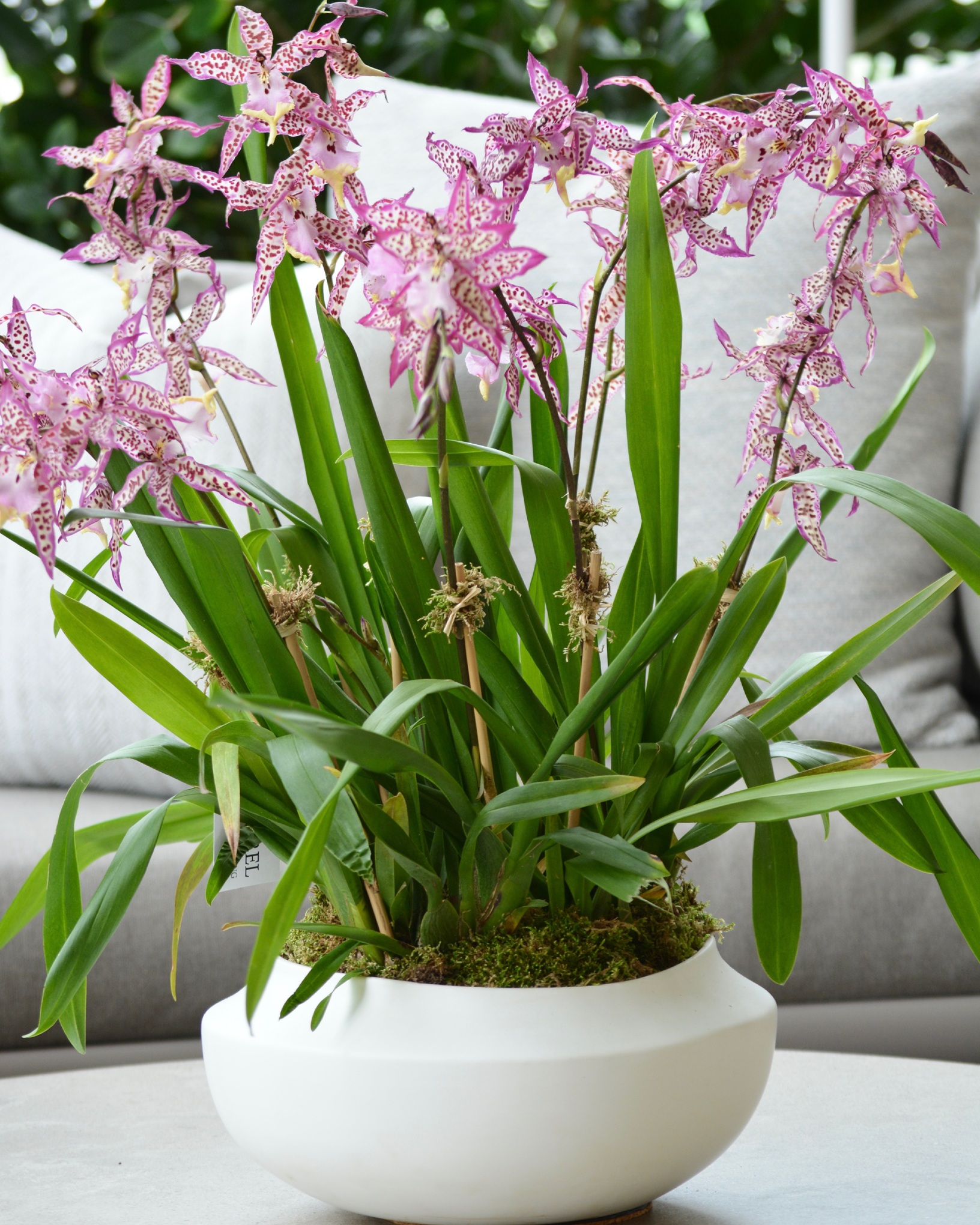 LGOL Planting Page Tiles (1)