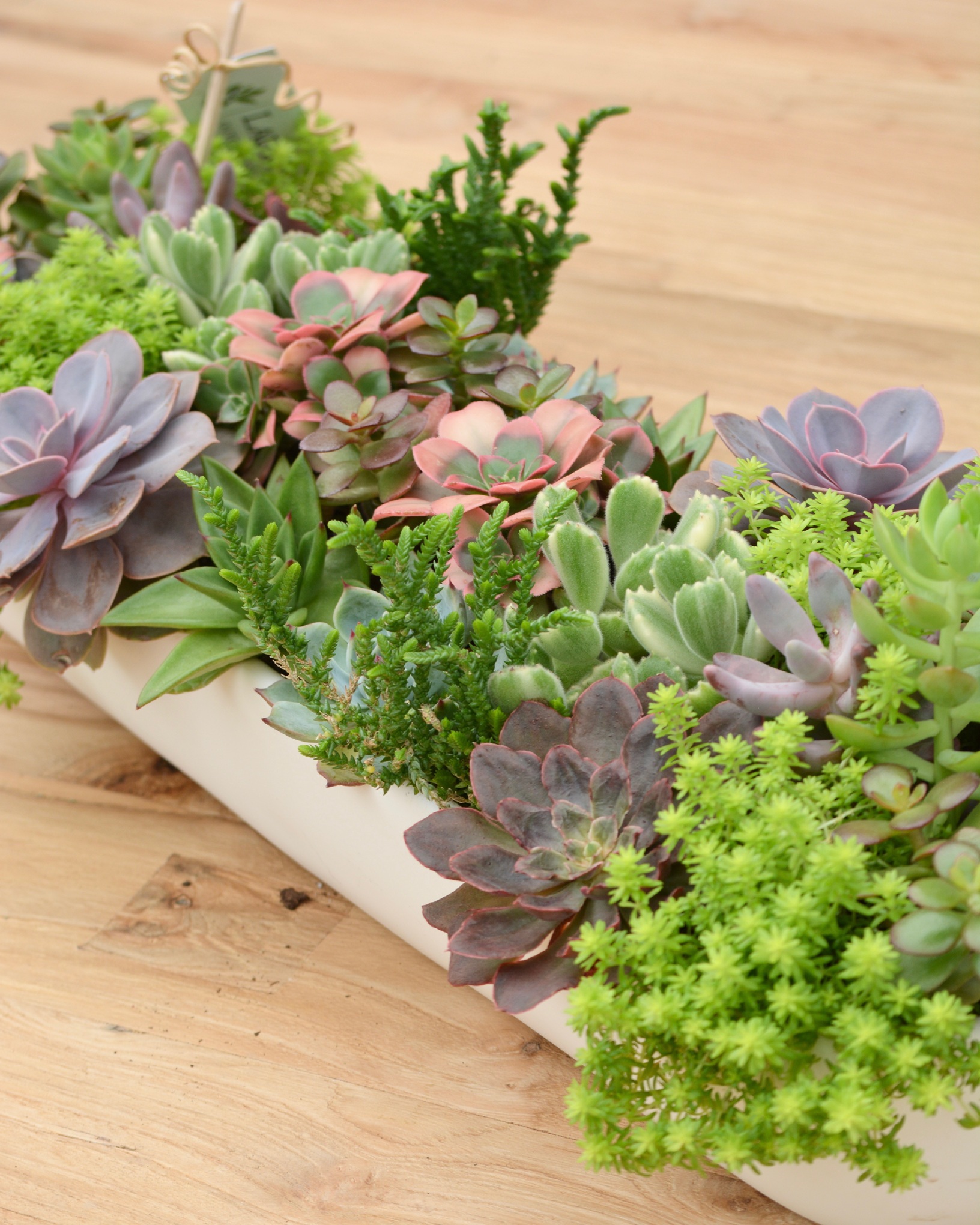 LGOL Planting Page Tiles (6)