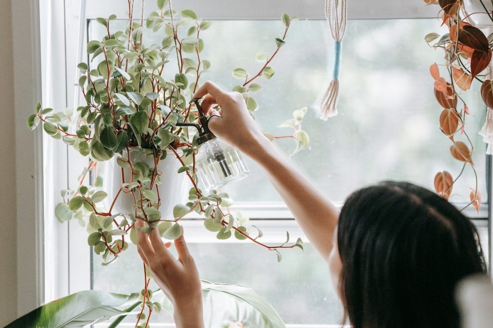 houseplant-watering-window
