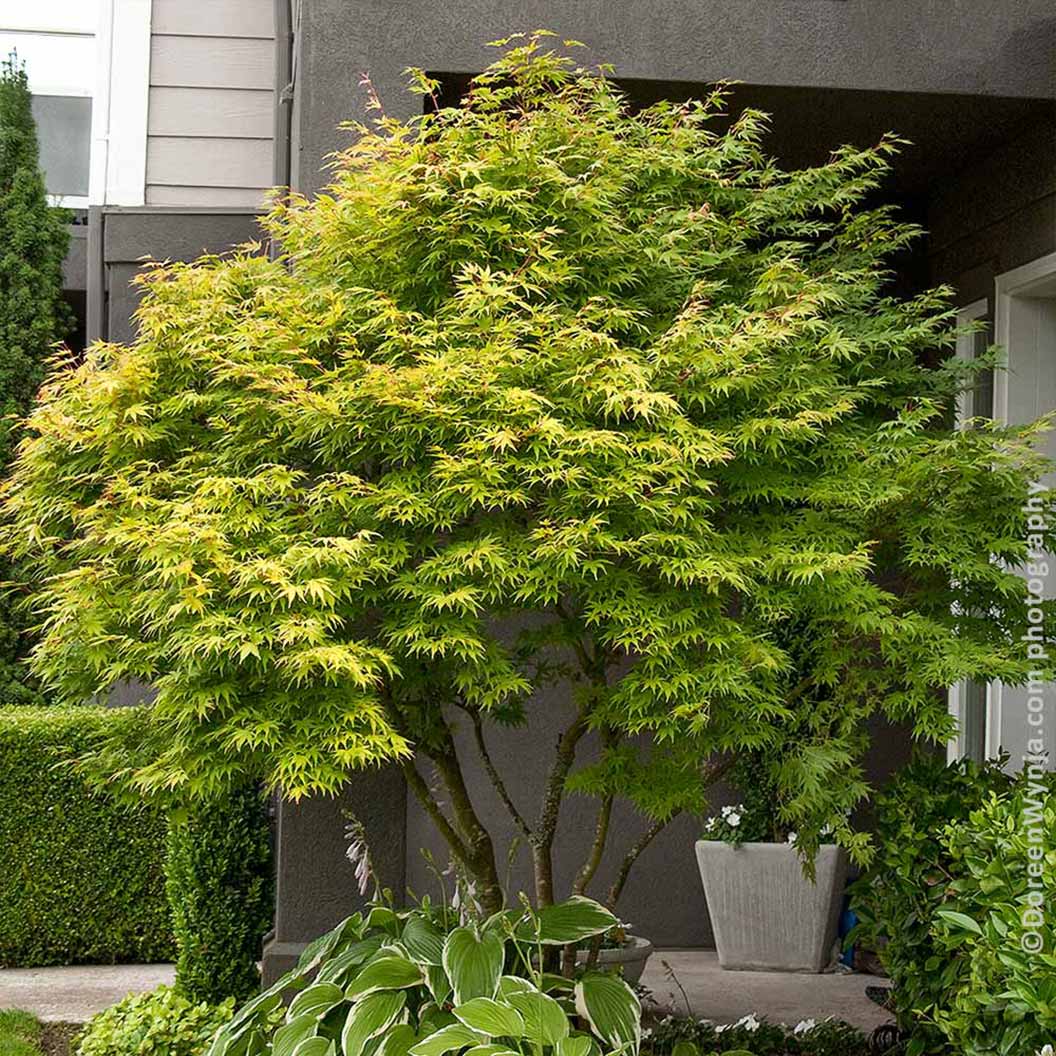 Japanese Maple Coral Bark 7 1 2c3e946d d045 4853 89a9 65877cf40a8d